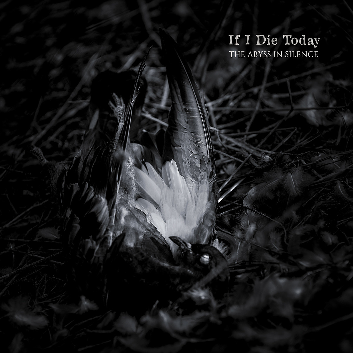 Detalles del nuevo trabajo de If I Die Today