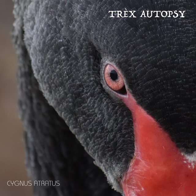 Debut oficial de la banda T-Rex Autopsy con «Cygnus Atrattus»
